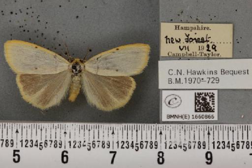 Cybosia mesomella (Linnaeus, 1758) - BMNHE_1660866_284549