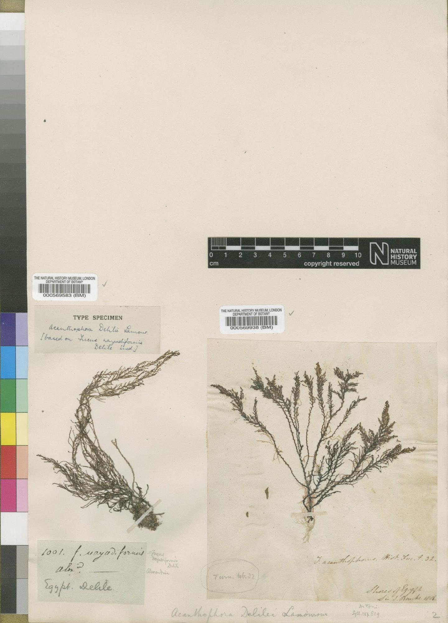 To NHMUK collection (Acanthophora nayadiformis (Delile) Papenfuss; TYPE; NHMUK:ecatalogue:4788591)