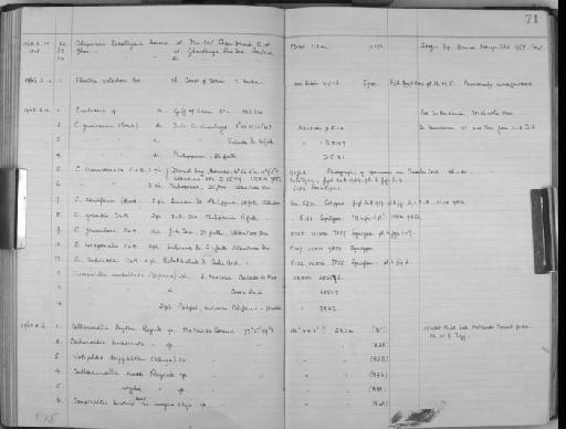 Cupuladria transversata Canu & Bassler - Zoology Accessions Register: Bryozoa: 1950 - 1970: page 71