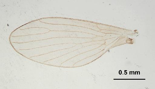 Trichomyia piricornis Freeman, 1949 - Trichomyia_piricornis-010210259-wing1-64_0x-scale