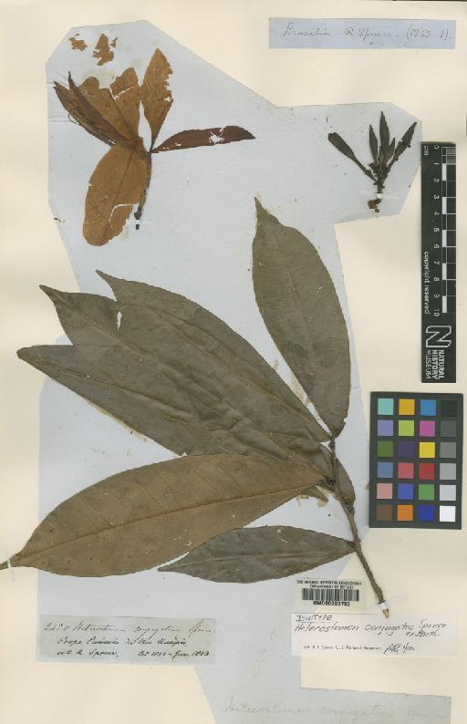 Heterostemon conjugatus Spruce ex Benth. - BM000603753