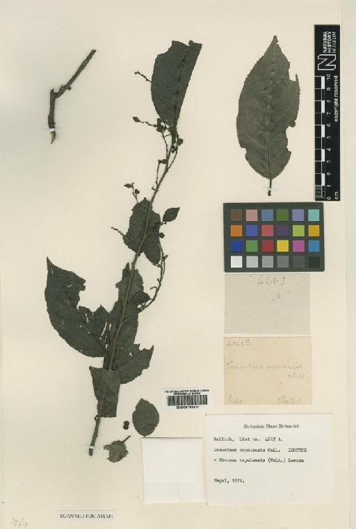 Rhamnus napalensis (Wall.) Lawson - BM000793347