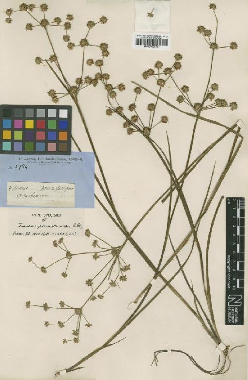 Juncus prismatocarpus R.Br. - BM000990791