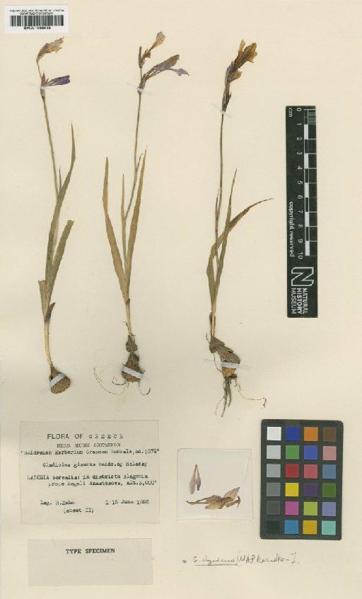 Gladiolus glaucus Heldr. ex Halácsy - BM001066638