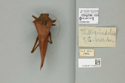 Phyllophorina phillipinica (von Wattenwyl, 1898) - 012498144_72353_93118