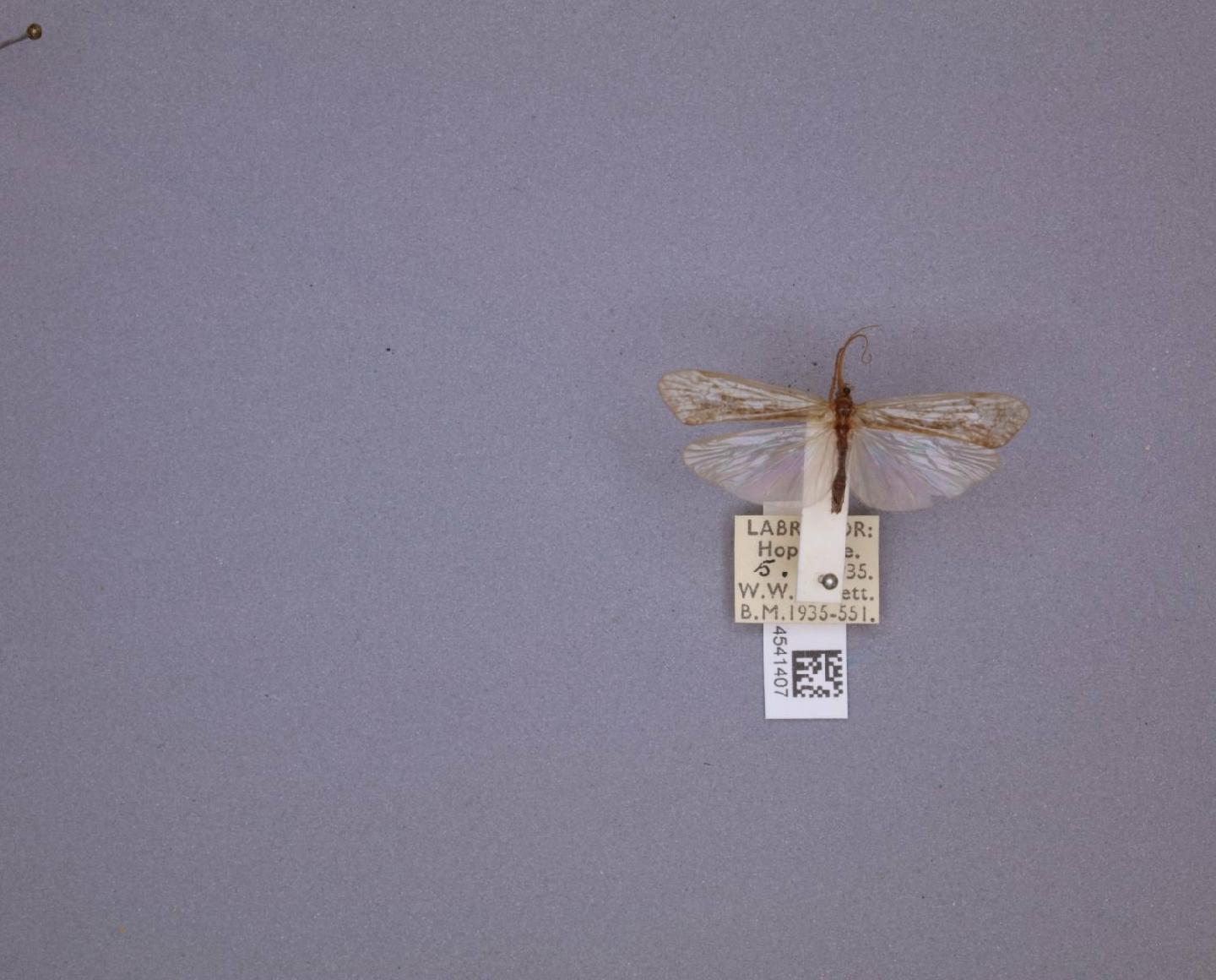 Limnephilus argenteus
