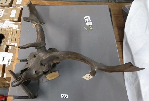 Megaloceros giganteus (Blumenbach, 1799) - NHMUK PV M 2325 Skull and antlers (imperfect).