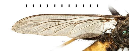 Asilus pelago Walker, 1849 - NHMUK013655447_Asilus_pelago_LT_Male_wing