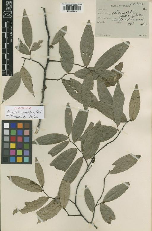 Polyalthia parviflora Ridl. - BM000754028
