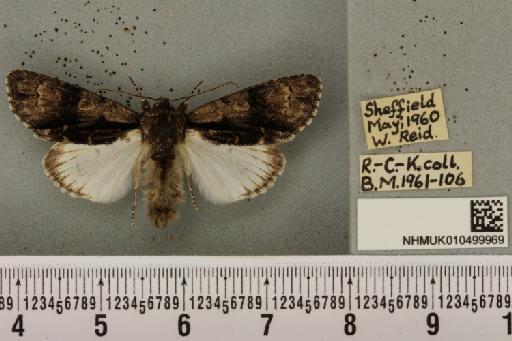 Acronicta alni ab. suffusa Tutt, 1890 - NHMUK_010499969_557924