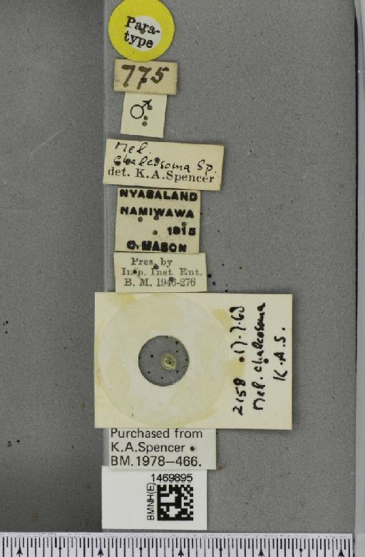 Melanagromyza chalcosoma Spencer, 1959 - BMNHE_1469895_label_45053