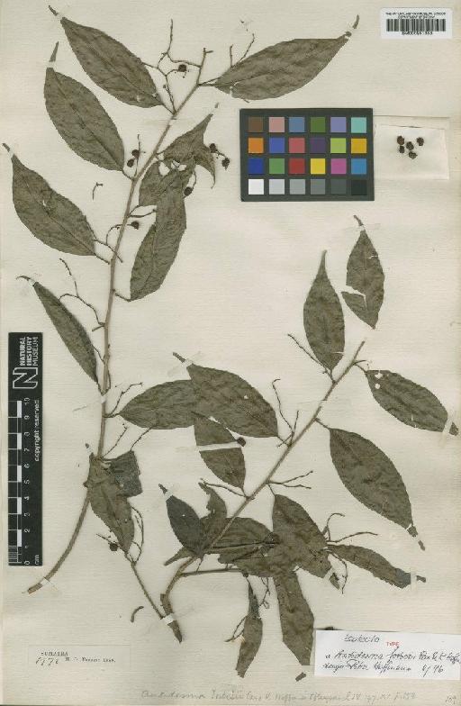 Antidesma forbesii Pax & K.Hoffm. - BM000951353