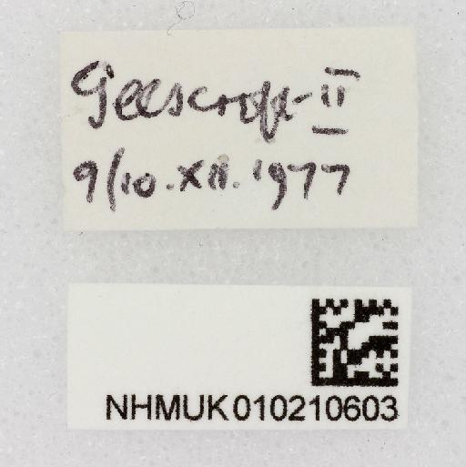 Neoleria propinqua Collin, 1943 - Neoleria_propinqua-010210603-labels