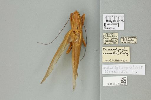 Pseudorhynchus annulatus Karny, 1907 - 012498188_72154_85754