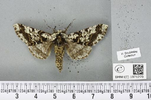 Biston strataria (Hufnagel, 1767) - BMNHE_1871270_460805