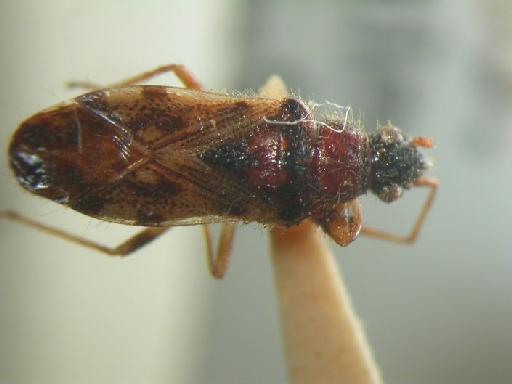 Remaudiereana inornata Walker - Hemiptera: Remaudiereana Ino