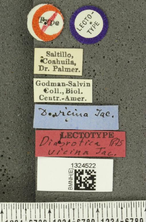 Amphelasma cavum vicinum (Jacoby, 1887) - BMNHE_1324522_label_22274