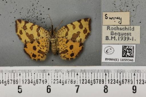 Pseudopanthera macularia ab. xantholeuca Bubaçek, 1926 - BMNHE_1859346_429757