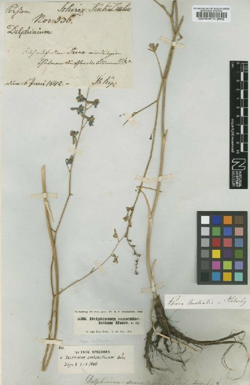 Delphinium saniculifolium Boiss. - BM000565674