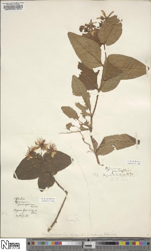 Hypericum grandifolium Choisy - BM000056003