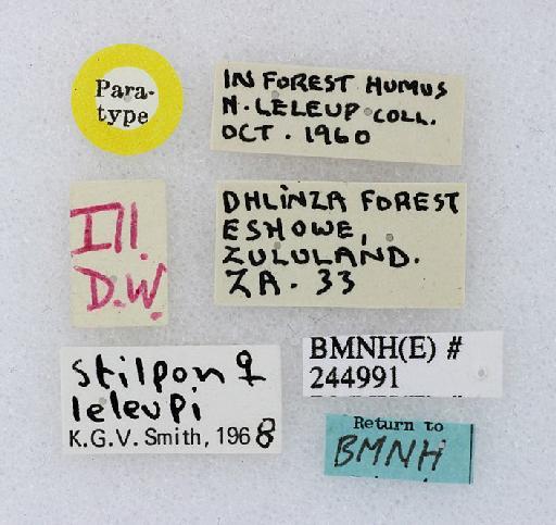 Stilpon leleupi Smith, 1969 - Stilpon_leleupi-244991-labels