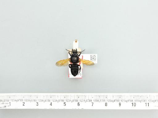 Megachile (Callomegachile) memecylonae (Engel, M., 2011) - NHMUK013380270_Megachile_memecylonae_4.JPG