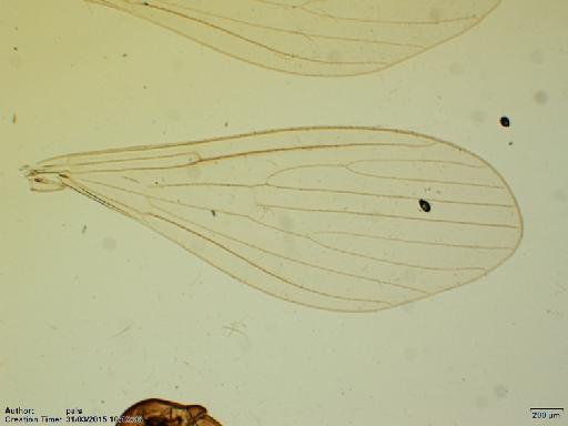 Warileya lumbrerasi Ogusuku et al., 1996 - Warileya_lumbrerasi-BMNH(E)1721980_PT-female_wing-2x.tif