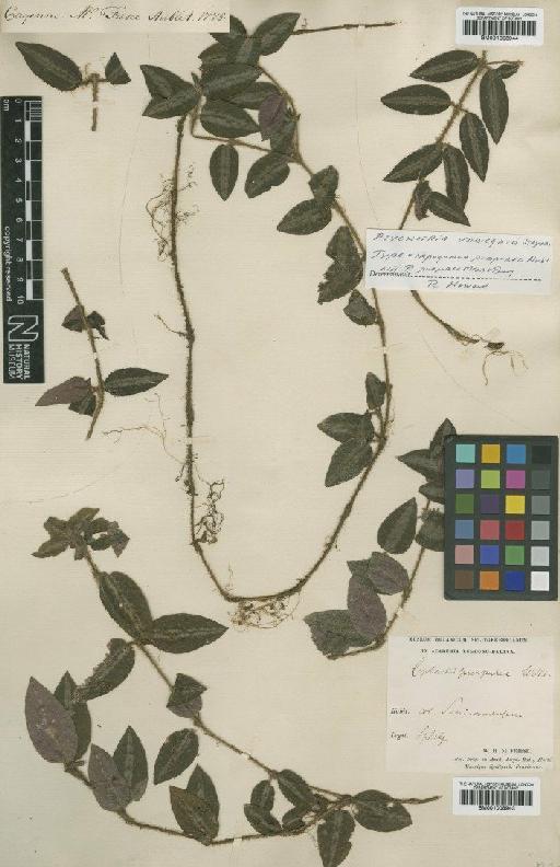 Psychotria variegata Steyerm. - BM001008943