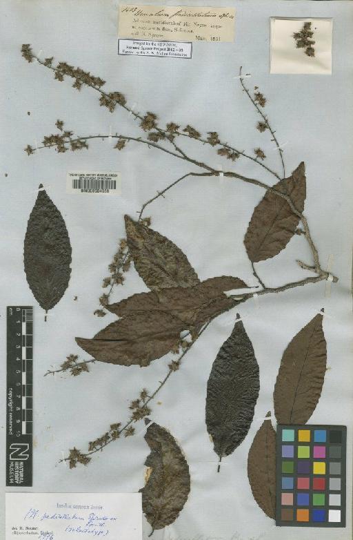 Homalium pedicellatum Spruce ex Benth. - BM000624536