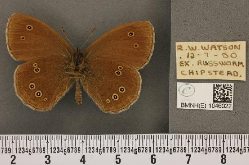 Aphantopus hyperantus ab. parvipunctata Castle-Russell, 1950 - BMNHE_1046022_22697