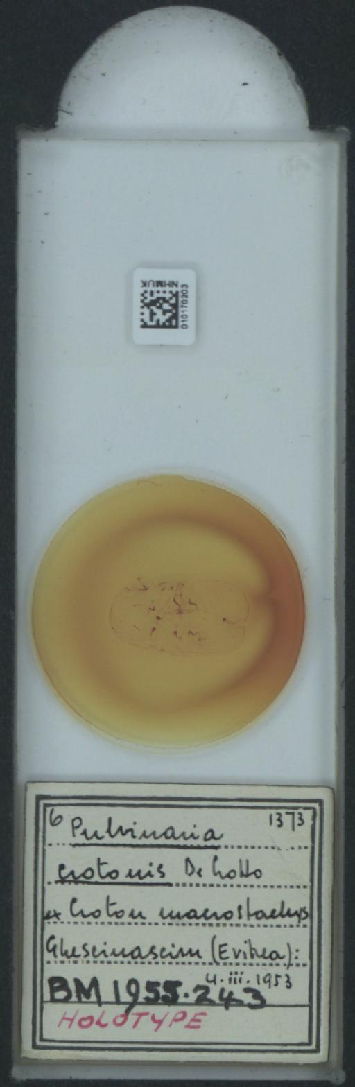 Pulvinaria crotonis De Lotto, 1954 - 010170203_117406_1101739