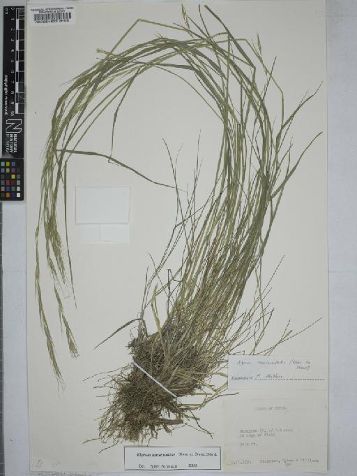 Elymus semicostatus (Steud.) Melderis - 000064628