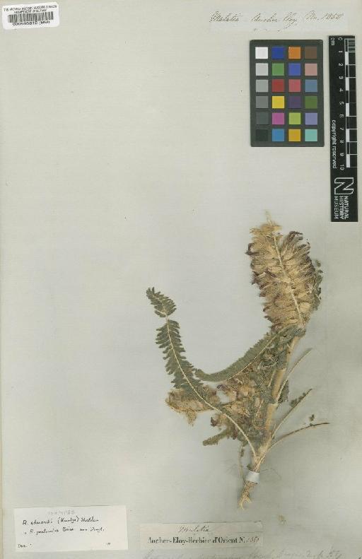 Astragalus edmondi (Kuntze) E.Sheld. - BM000595812