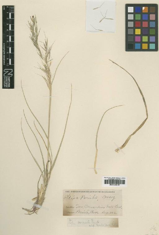 Stipa coronata Thurb. - BM001042157