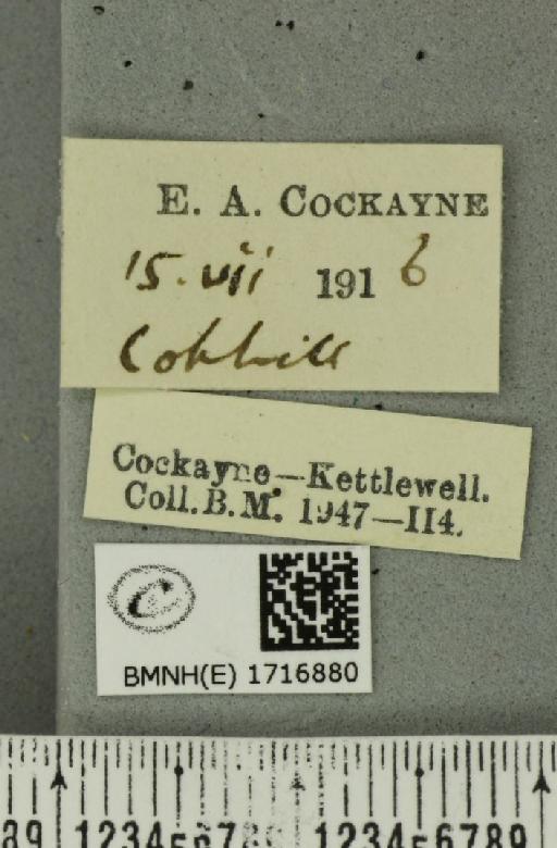 Scopula floslactata floslactata (Haworth, 1809) - BMNHE_1716880_label_271280