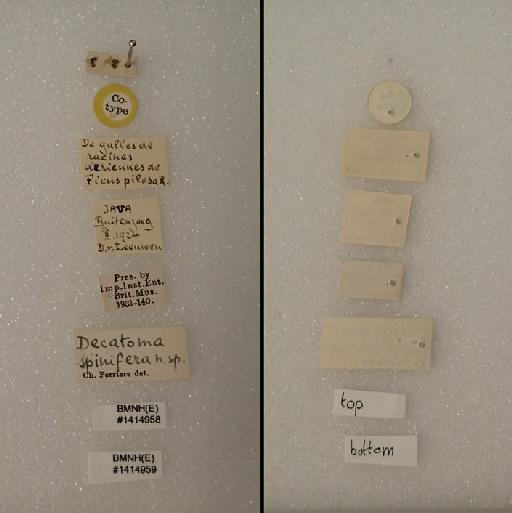 Decatoma spinifera Ferrière, 1929 - Eurytoma spinifera syntypes F  #1414958 and #1414959 labels