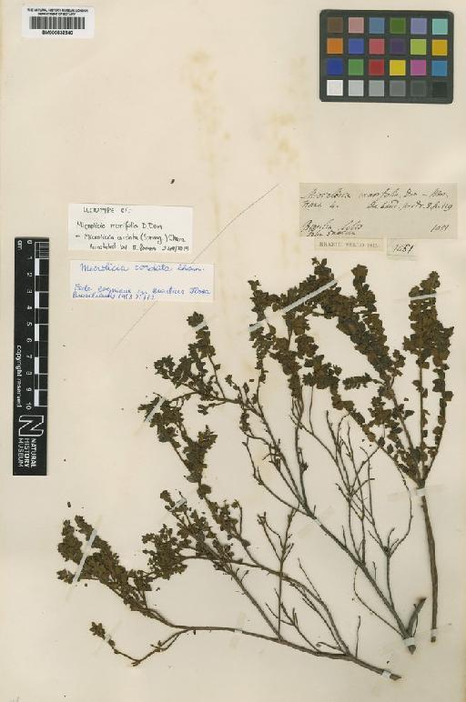 Microlicia cordata (Spreng.) Cham. - BM000832640