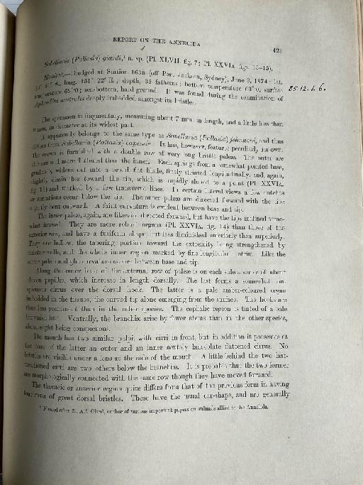 Praxilla lankesteri McIntosh, 1885 - Challenger Polychaete Scans of Book 259