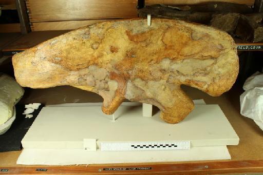 Megalosaurus bucklandii - 010032589_L01003730