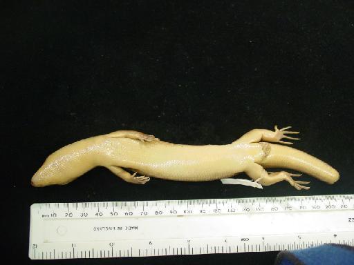 Eugongylus albofasciolatus albofasciolatus - Eugongylus albofasciolatus type 1946.8.13.74 014.JPG