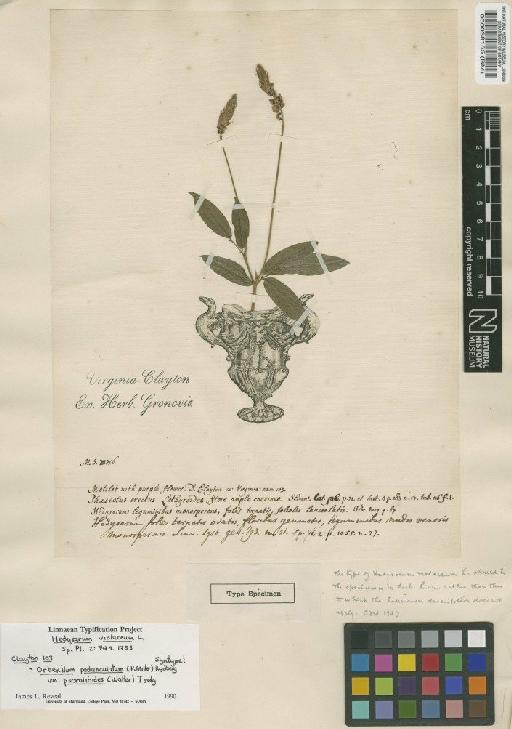 Hedysarum violaceum L. - BM000038155