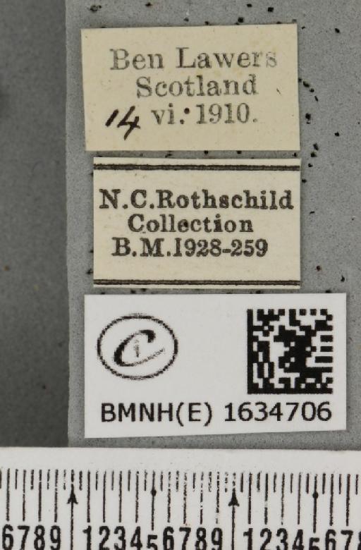 Drepana falcataria (Linnaeus, 1758) - BMNHE_1634706_label_201076