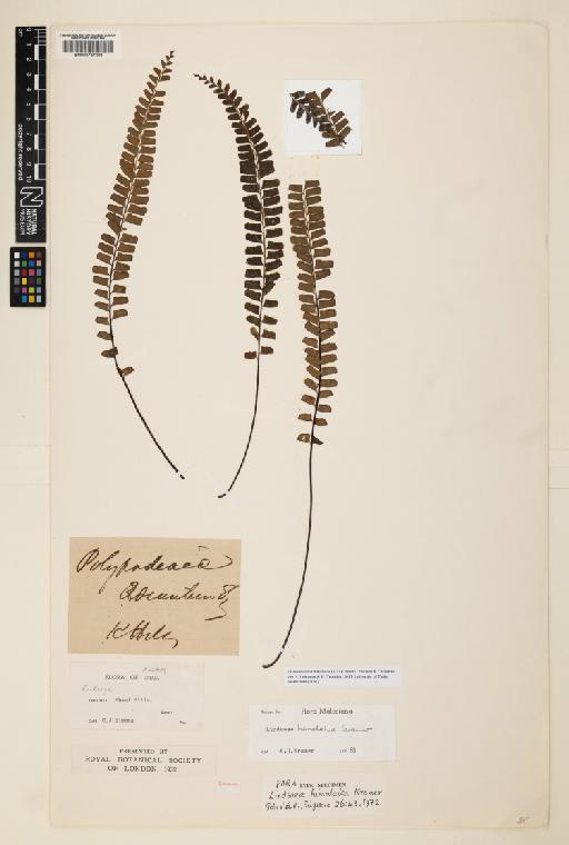 Osmolindsaea himalaica (K.U.Kramer) Lehtonen & Christenh. - 000787308
