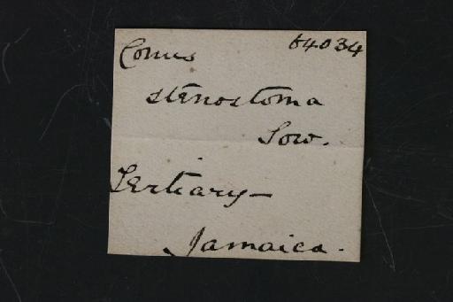 Conus stenostoma Sowerby, 1850 - OR 64034. Conus stenostoma (label.1)