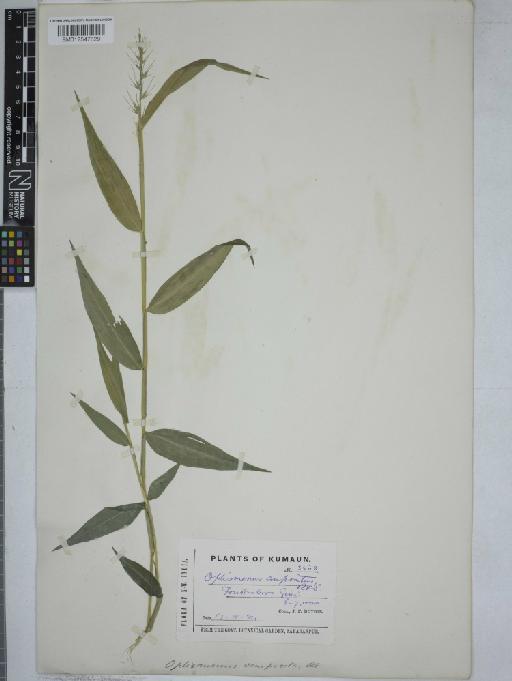 Oplismenus compositus (L.) P.Beauv. - 012547829