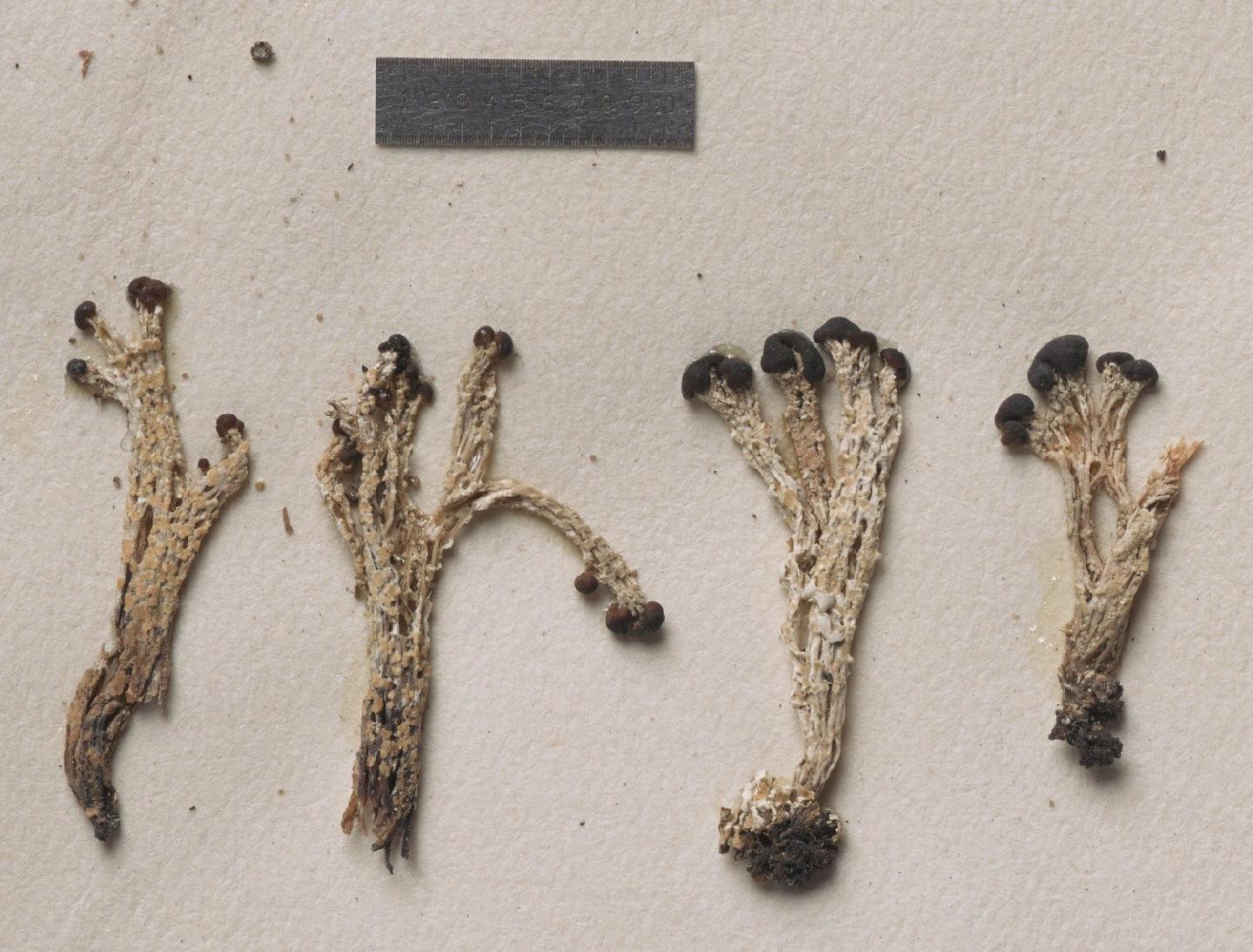 To NHMUK collection (Cladonia cariosa (Ach.) Spreng.; Isolectotype; NHMUK:ecatalogue:2906804)