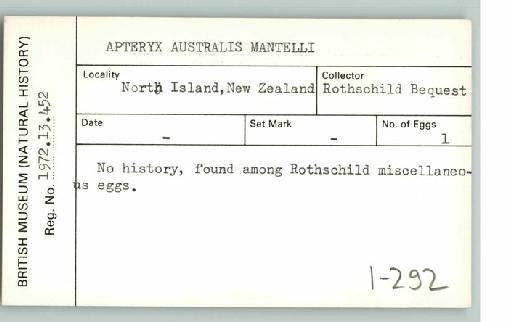 Apteryx australis mantelli A.D. Bartlett, 1852 - Bird egg cardex drawer 1