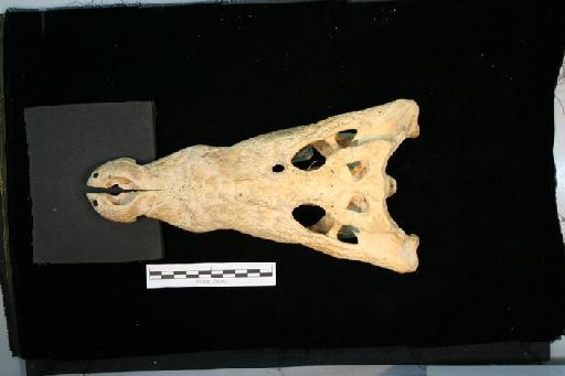 Crocodylus porosus - C_porosus_97.12.31.2(cran1)