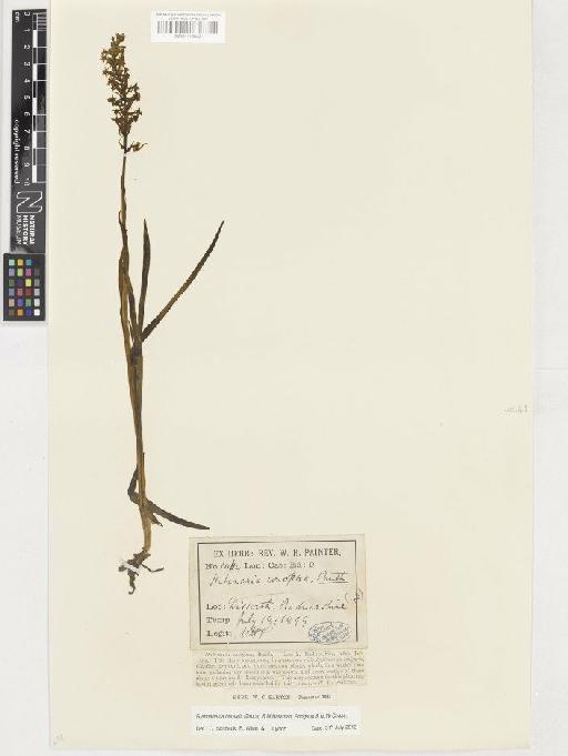 Gymnadenia borealis (Druce) R.M.Bateman, Pridgeon & M.W.Chase - BM001116833