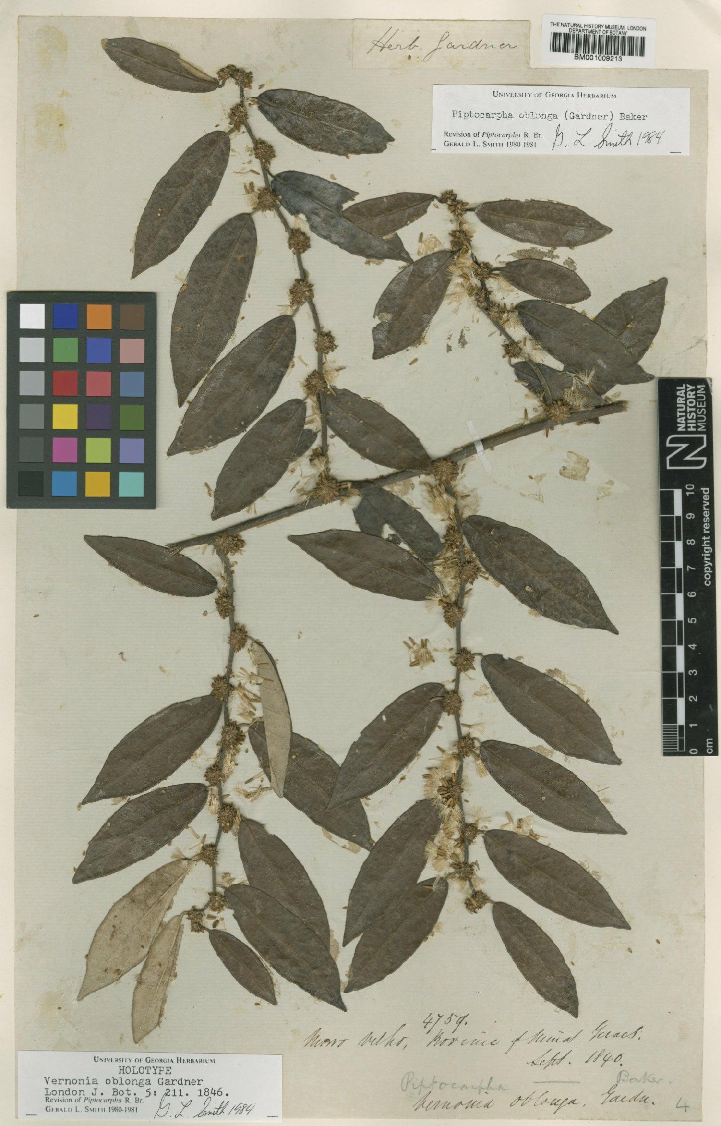 To NHMUK collection (Piptocarpha oblonga (Gardner) Baker; Holotype; NHMUK:ecatalogue:557457)